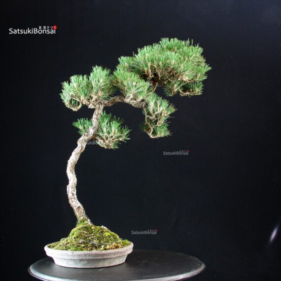 Pinus Thunbergii - immagine 3