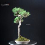 Pinus Thunbergii - immagine 4