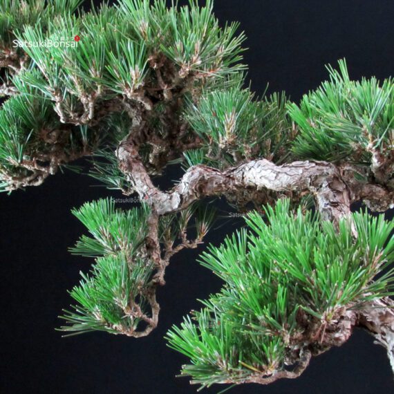 Pinus Thunbergii - immagine 5