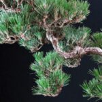 Pinus Thunbergii - immagine 6