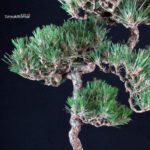 Pinus Thunbergii - immagine 7