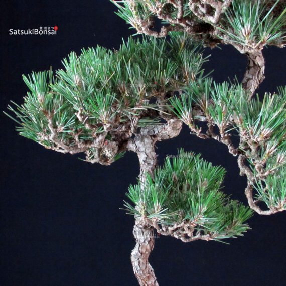 Pinus Thunbergii - immagine 7