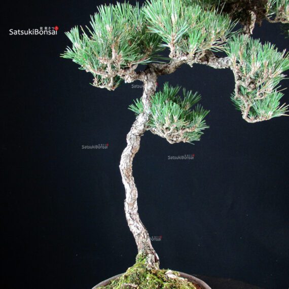 Pinus Thunbergii - immagine 8