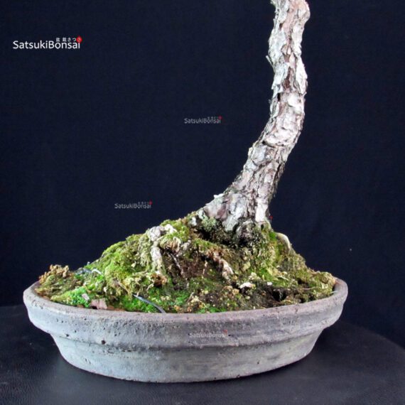 Pinus Thunbergii - immagine 9
