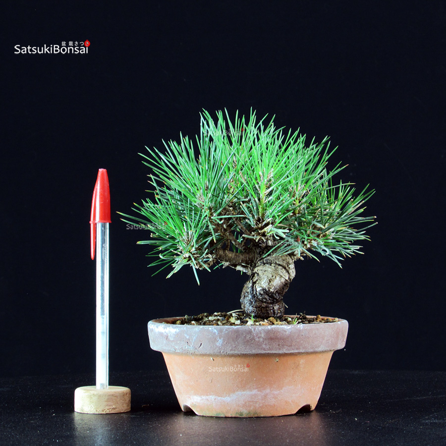 6192_1-Pinus-thunbergii-pino-nero Pinus Thunbergii - Pino nero - immagine 1