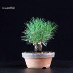 Pinus Thunbergii - Pino nero - immagine 2