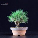 Pinus Thunbergii - Pino nero - immagine 3