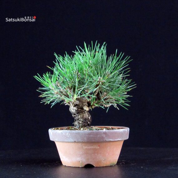 Pinus Thunbergii - Pino nero - immagine 3