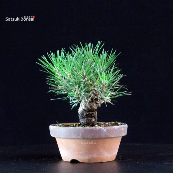Pinus Thunbergii - Pino nero - immagine 4
