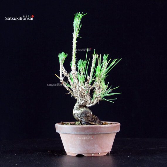 Pinus Thunbergii - Pino nero - immagine 2
