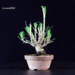 Pinus Thunbergii - Pino nero - immagine 3