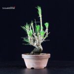 Pinus Thunbergii - Pino nero - immagine 4