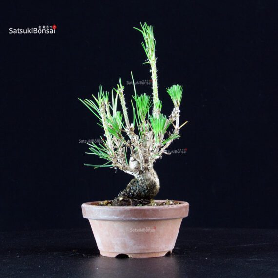 Pinus Thunbergii - Pino nero - immagine 4