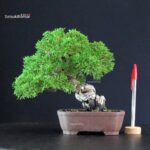 Juniperus Chinensis Itoigawa