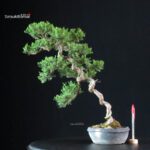 Juniperus Chinensis Itoigawa