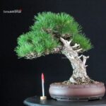 Pinus Thunbergii