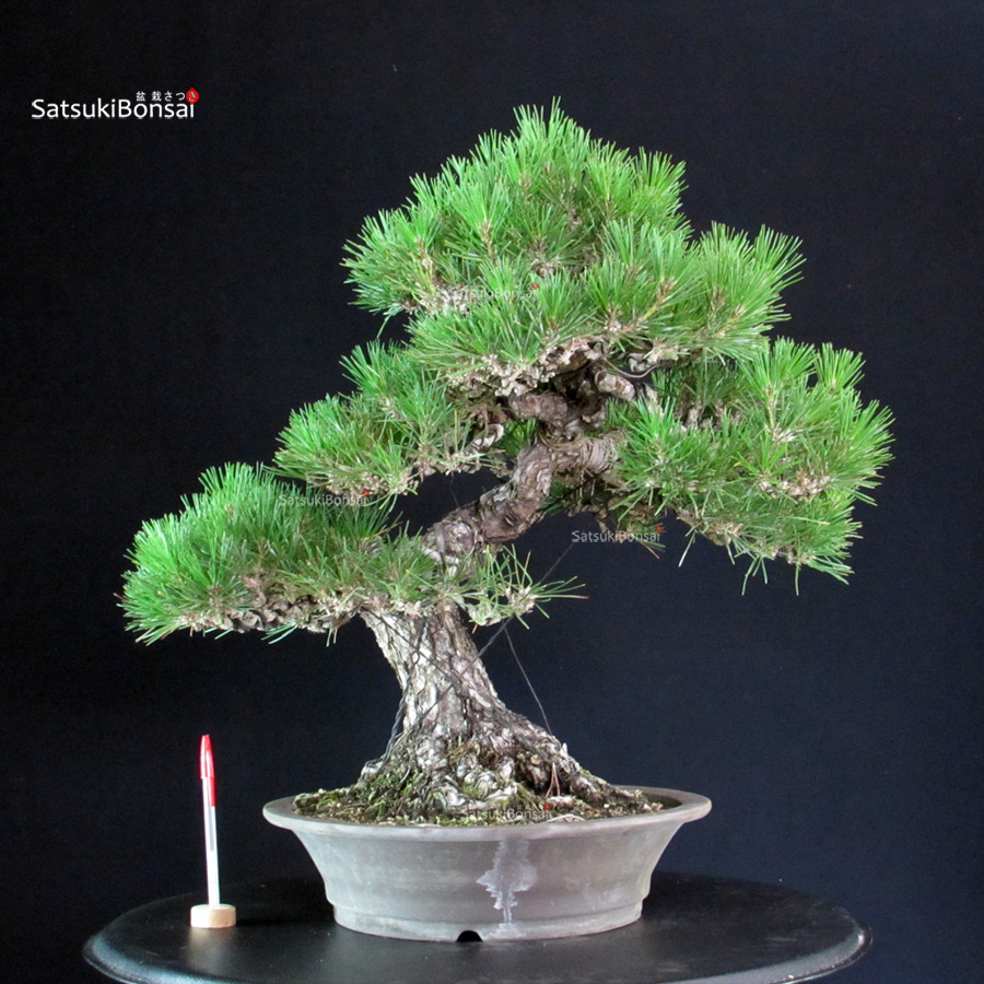 6288_1-Pinus-thunbergii-kuromatsu Pinus Thunbergii - immagine 1
