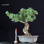 Pinus Pentaphylla - Goyomatsu Miyajima