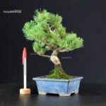 Pinus Pentaphylla - pino bianco