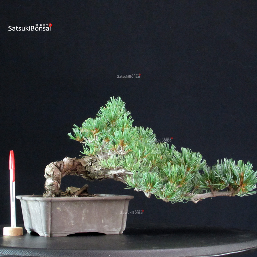6303_1-Pinus-pentaphylla-goyomatsu-Miajima Pinus Pentaphylla - Goyomatsu Miyajima - immagine 1