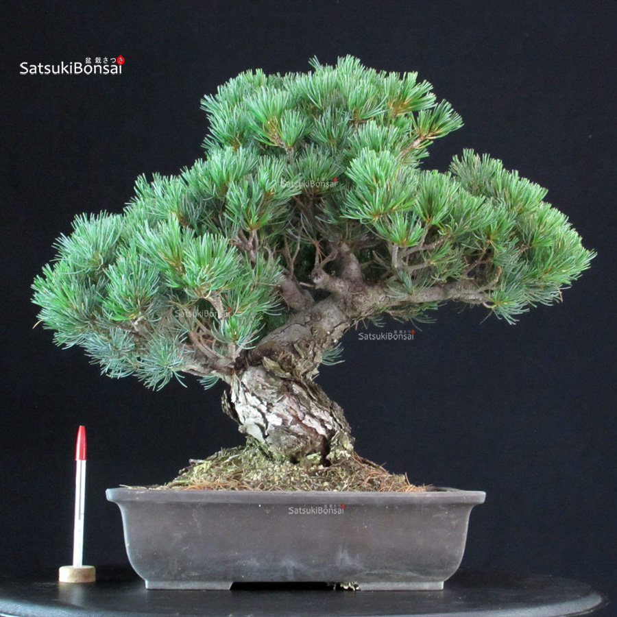 6304_1-Pinus-pentaphylla-goyomatsu-Miajima Pinus Pentaphylla - Goyomatsu Miyajima - immagine 1