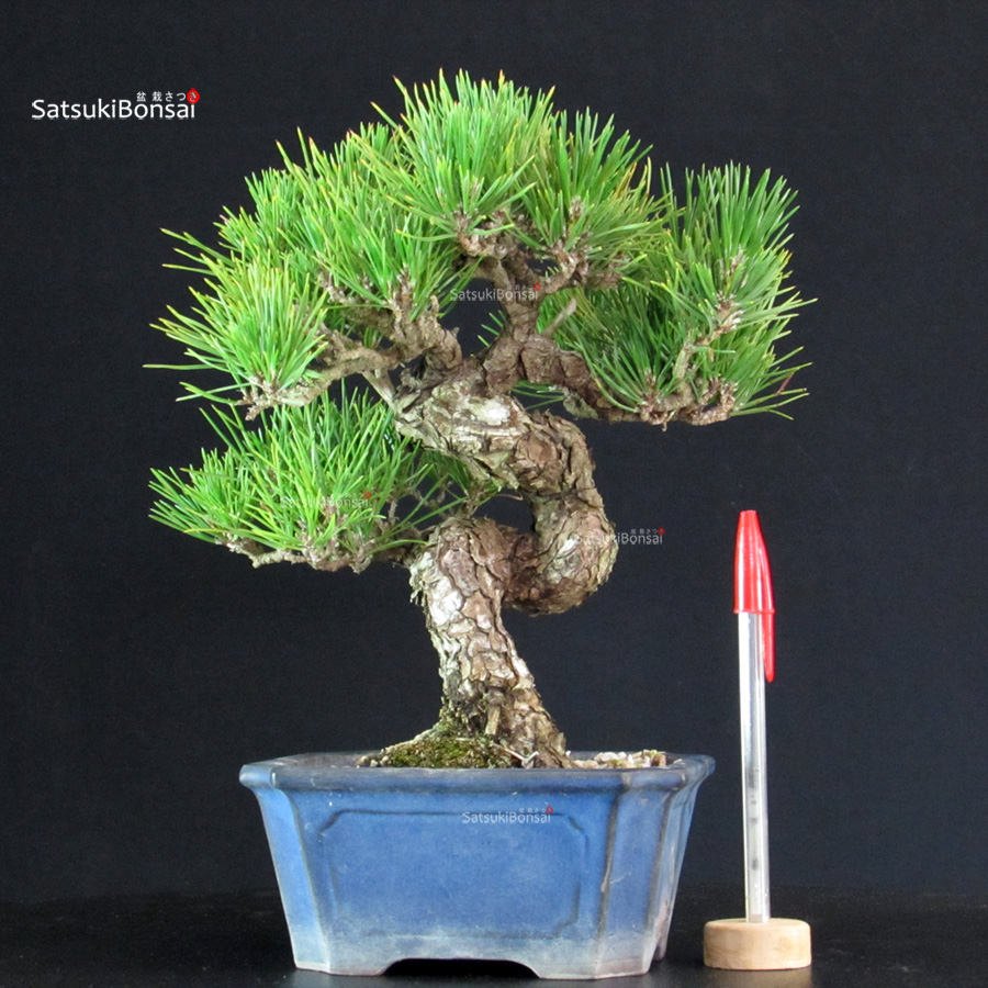 6308_1-Pinus-Thunbergii Pinus Thunbergii - Pino nero - immagine 1