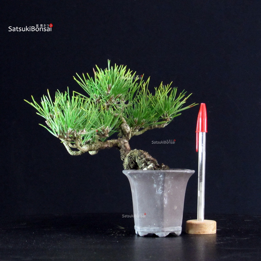6309_1-Pinus-Thunbergii Pinus Thunbergii - Pino nero - immagine 1