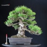 Pinus Thunbergii