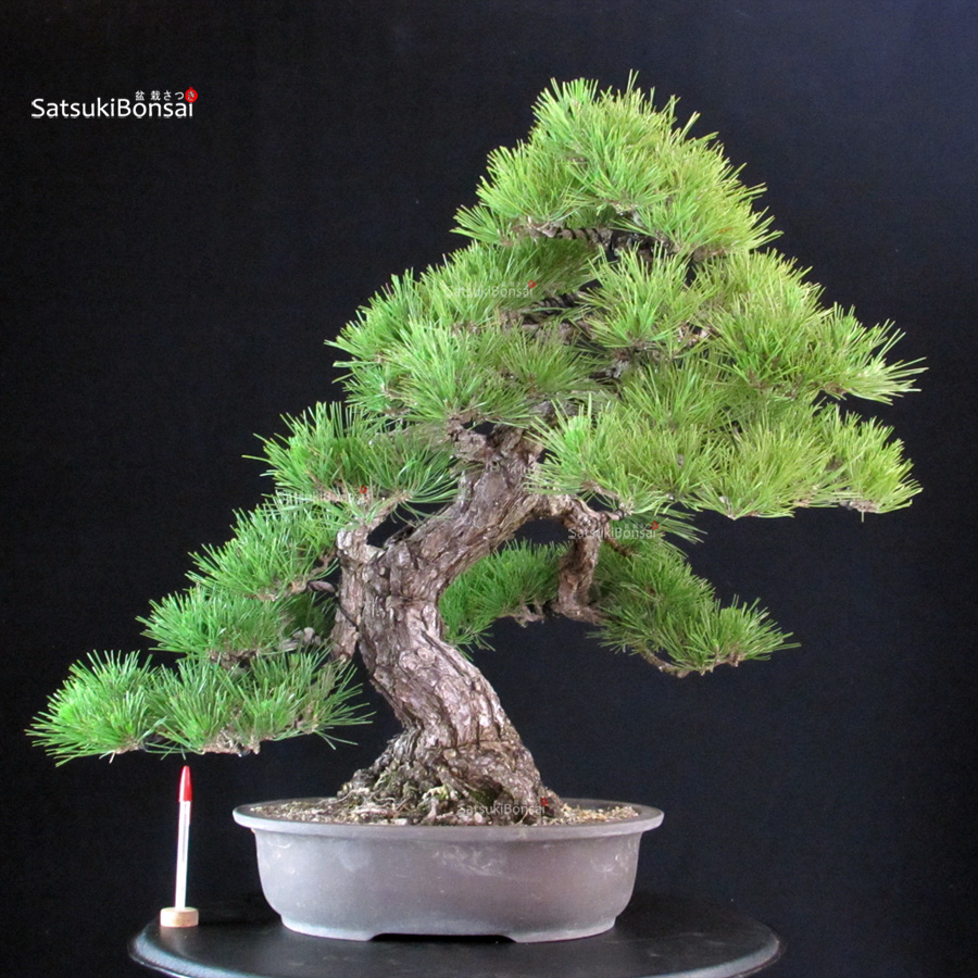 6323_1-Pinus-thunbergii-kuromatsu Pinus Thunbergii - immagine 1