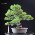 Pinus Thunbergii Kuromatsu