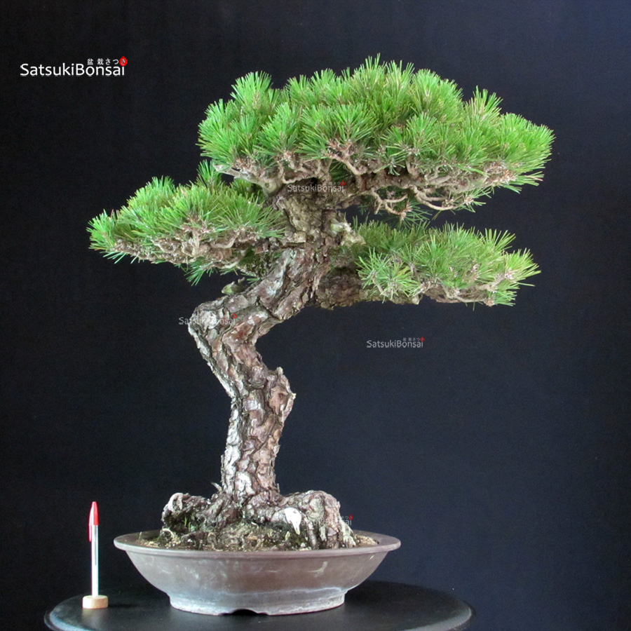 6348_1-Pinus-thunbergii-kuromatsu Pinus Thunbergii - immagine 1