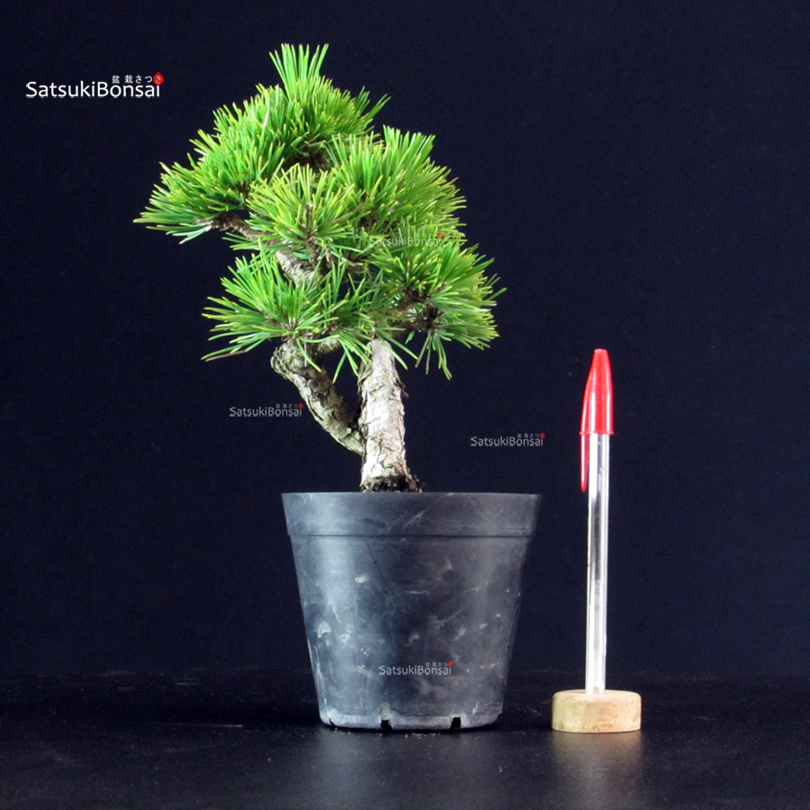 6352_1-Pinus-Thunbergii Pinus Thunbergii - Pino nero - immagine 1