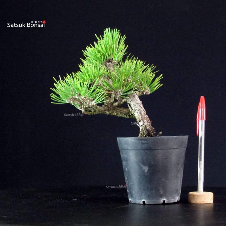6353_1-Pinus-Thunbergii Pinus Thunbergii - Pino nero - immagine 1