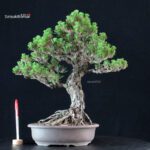 Pinus Thunbergii Kuromatsu Kotobuki