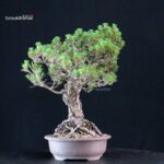 Pinus Thunbergii Kuromatsu Kotobuki - immagine 2