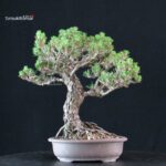 Pinus Thunbergii Kuromatsu Kotobuki - immagine 3