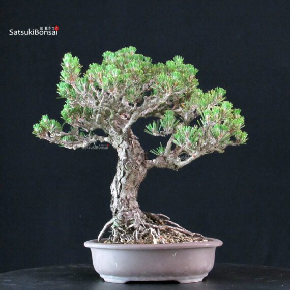 Pinus Thunbergii Kuromatsu Kotobuki - immagine 3