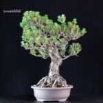 Pinus Thunbergii Kuromatsu Kotobuki - immagine 4