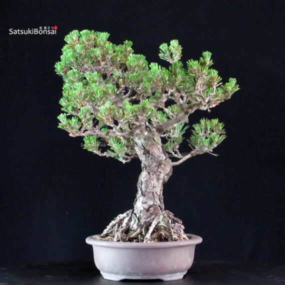 Pinus Thunbergii Kuromatsu Kotobuki - immagine 4