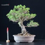 Pinus Thunbergii Kuromatsu Kotobuki