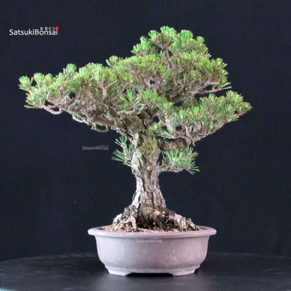 Pinus Thunbergii Kuromatsu Kotobuki - immagine 2