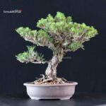 Pinus Thunbergii Kuromatsu Kotobuki - immagine 3