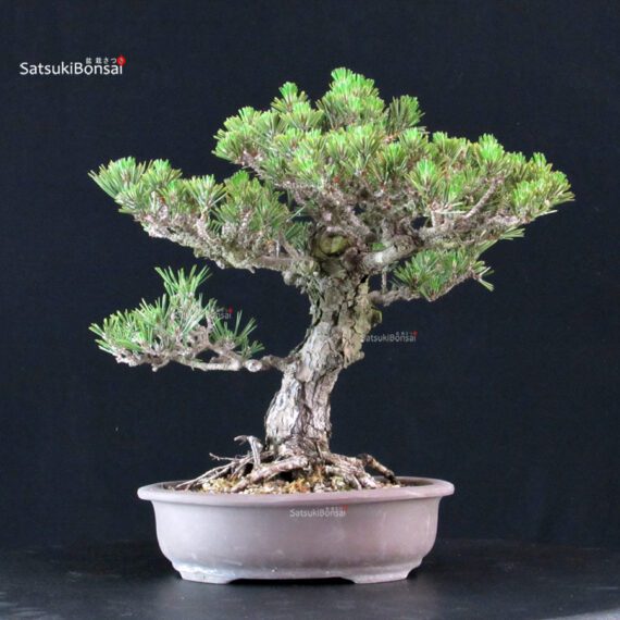 Pinus Thunbergii Kuromatsu Kotobuki - immagine 3