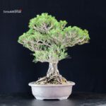 Pinus Thunbergii Kuromatsu Kotobuki - immagine 4