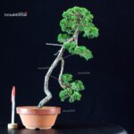 Juniperus Chinensis Itoigawa
