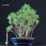 Pinus Thunbergii Kuromatsu