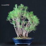 Pinus Thunbergii Kuromatsu - immagine 2