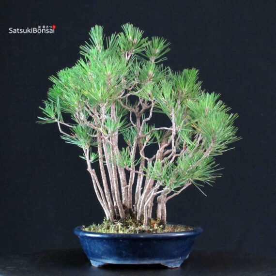 Pinus Thunbergii Kuromatsu - immagine 2
