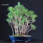 Pinus Thunbergii Kuromatsu - immagine 3
