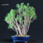 Pinus Thunbergii Kuromatsu - immagine 4